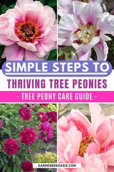 Tree Peony Care: How To Grow Tree Peonies Partial Shade Perennials, Shade Perennial Garden, Perennial Bushes, Peony Tree, Pruning Plants, Tree Peonies, Peony Care