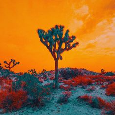 an orange sky over a desert with a lone tree in the foreground and red bushes to the right