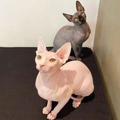 Sphynx Kittens For Rehoming in USA Sphynx Kittens, Sphynx Cat, Sphynx, A Call, All Colors