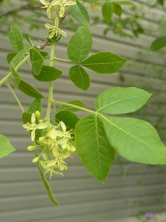 a plant with green leaves and yellow flowers in front of a gray building on a sunny day