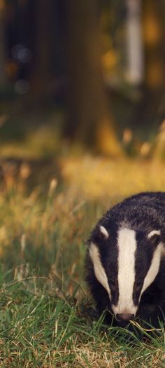 a badger standing on top of a lush green field