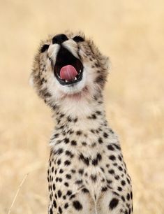 a cheetah yawns while standing on its hind legs