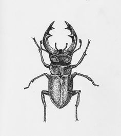 a drawing of a beetle on a white background