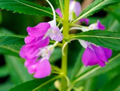 Impatiens Balsamina Guide How to Grow & Care for “Balsam Flowers” Impatiens Balsamina, Attracting Bees, Neem Oil, Plant Supports, Organic Matter, Plant Needs, Potting Soil, How To Grow