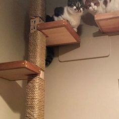 two cats sitting on top of wooden shelves in a cat tree, looking at each other