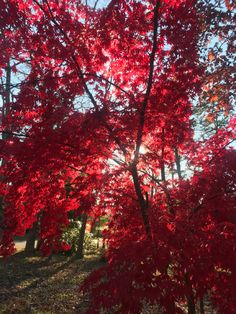 red leaves on trees in the sunlight