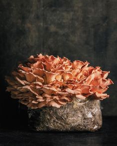 a bunch of mushrooms sitting on top of a rock