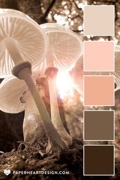 the mushrooms are all different colors in this color palette for an autumn scene with sun shining through them