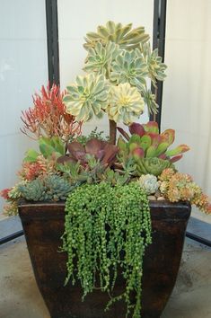 an assortment of succulents and plants in a wooden container