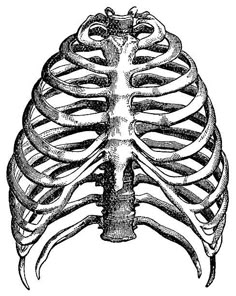 the ribcage, vintage engraved engraving stock illustration