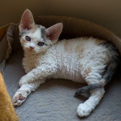 a kitten is laying down in a cat bed