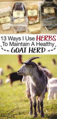 goats and goats in the grass with text overlay that reads 13 ways i use herbs to maintain a healthy goat herd