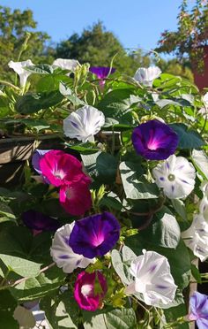 purple and white petunias blooming in the sun on a sunny day with green leaves