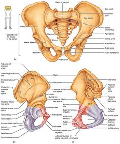 the bones of the pel girdle and lower limbs are shown in this diagram