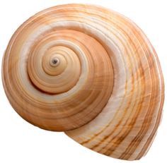 a close up of a shell on a white background