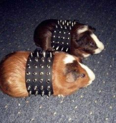 two brown and white dogs wearing spiked collars on their heads, sitting on the floor