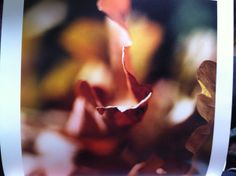 a close up view of a flower with blurry background