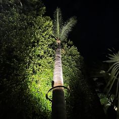 a tree that is in the middle of some bushes at night with lights on it