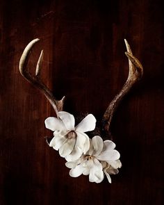 a deer's antlers with white flowers in it on a wooden surface,