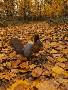 a squirrel is sitting on the ground surrounded by leaves