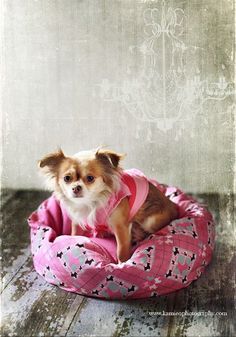 a small dog sitting on top of a pink bed in front of a white wall