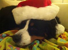 a black and white dog wearing a santa hat