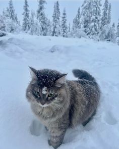 a cat walking through the snow in front of some trees