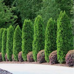 a row of green trees next to a sidewalk