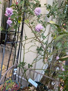 purple roses growing on the side of a building next to a fence and potted plants