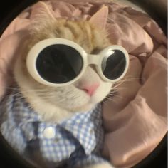 an orange and white cat wearing sunglasses on top of a pink bed sheet with a blue checkered shirt