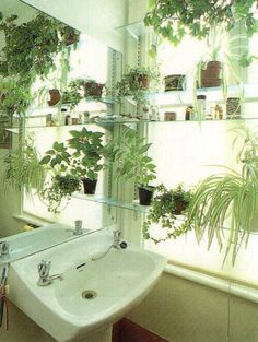 a bathroom sink sitting under a mirror next to a wall mounted planter filled with potted plants