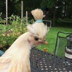 a close up of a chicken on a table with grass in the backgroud