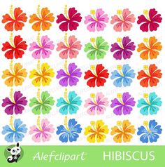 colorful flower cliparts with the word hibiscus on it in different colors