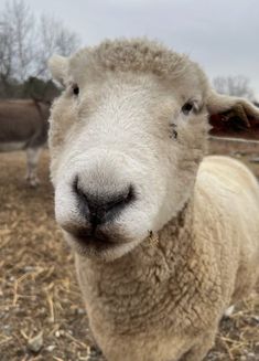 a close up of a sheep in a field