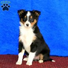 a small black and white dog sitting in front of a blue background