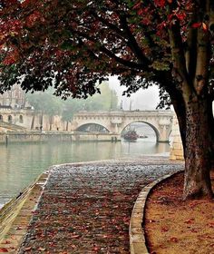 a tree with leaves on the ground next to a river and bridge in the background