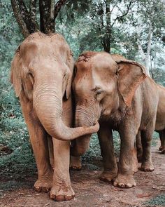 two elephants standing next to each other on a dirt road in front of some trees