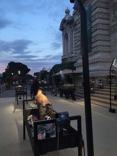 a dog sitting on top of a bench next to a street light