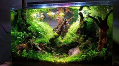 an aquarium filled with lots of green plants