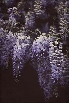 purple flowers are hanging from the branches of a tree in front of a black background