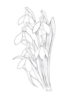 a pencil drawing of some flowers on a white background