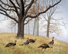 three turkeys are standing in the grass under a tree