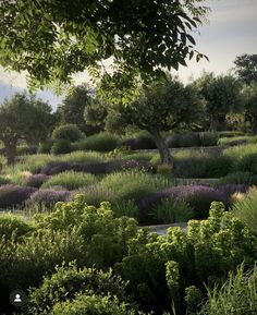 an area with trees, bushes and flowers in the foreground is lit by the sun