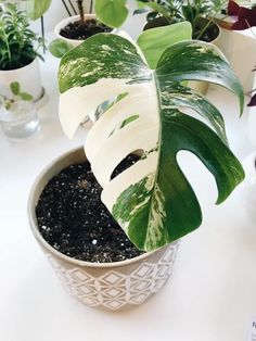 a potted plant sitting on top of a white table