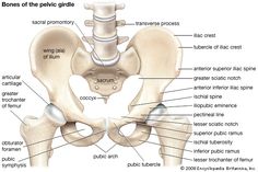 the bones of the pel girdle are labeled in this diagram, with labels on each side