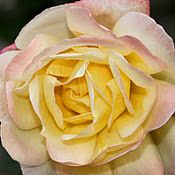 a yellow and pink rose is blooming in the garden