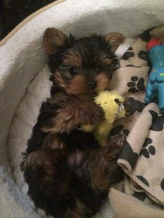 a small brown and black dog laying on top of a bed next to a stuffed animal