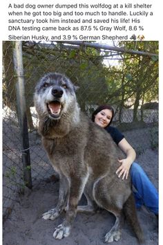 a woman sitting next to a large gray wolf in a cage with its mouth open