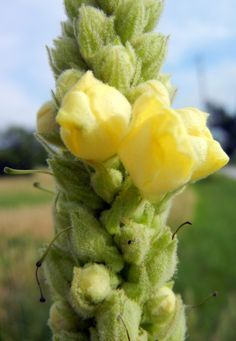 yellow flowers are growing on the side of a green plant