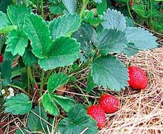 straw and raspberries growing on the ground